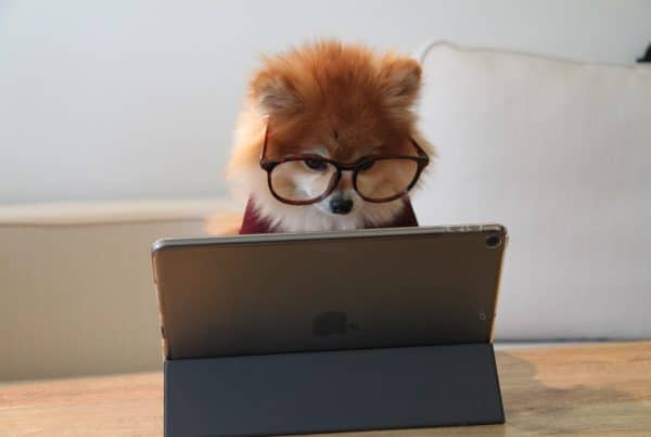 dog with glasses at computer